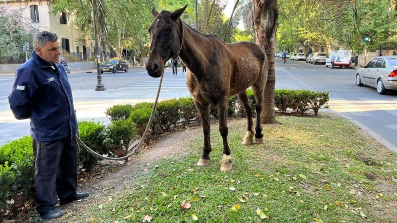 Insólito: Un caballo robado en Funes apareció circulando en las calles de Pichincha